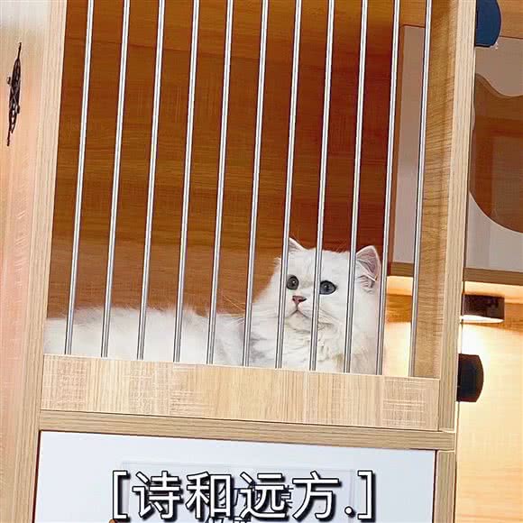 喵殿私宠