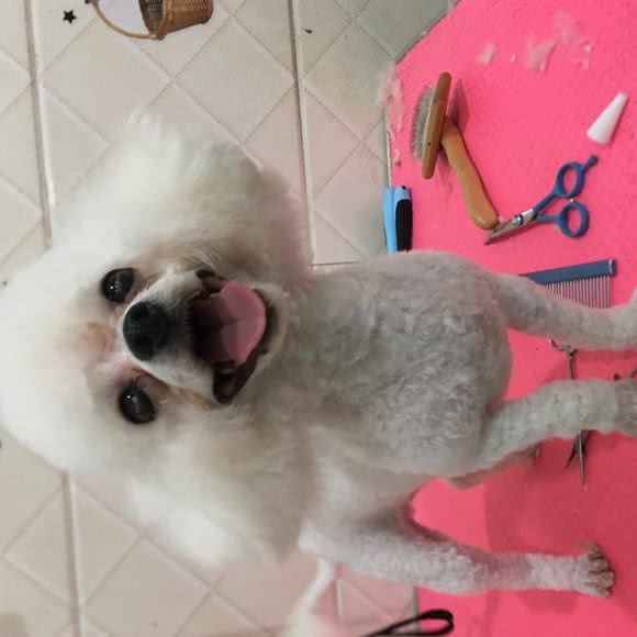 咪尼私宠