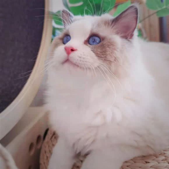 木头猫生活馆