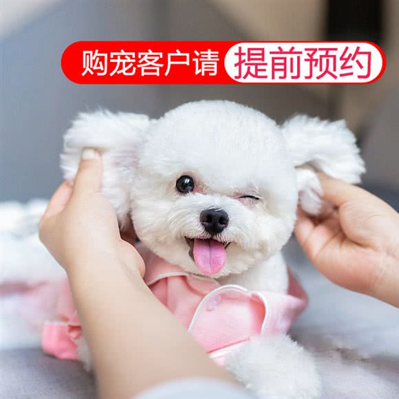 宠道萌宠物店(幸福店)