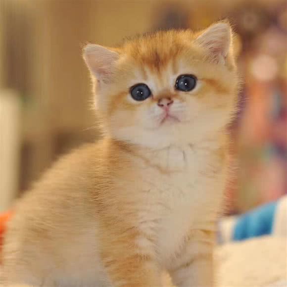 壹佳猫咖·猫舍·犬舍