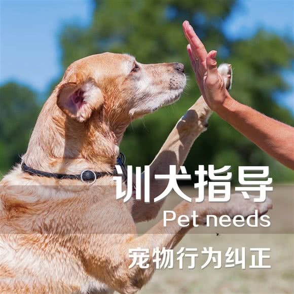 宠物寄养训练学校