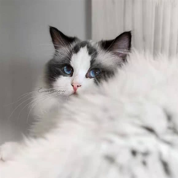 猫堂社·地下吸猫场所·猫咖