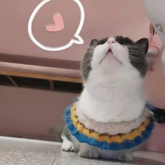 猫堂社·五百万是只喵·猫咖