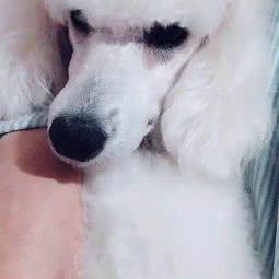 多乐宠物