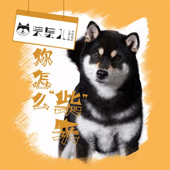 柴院儿柴犬售卖体验店(湖滨店)