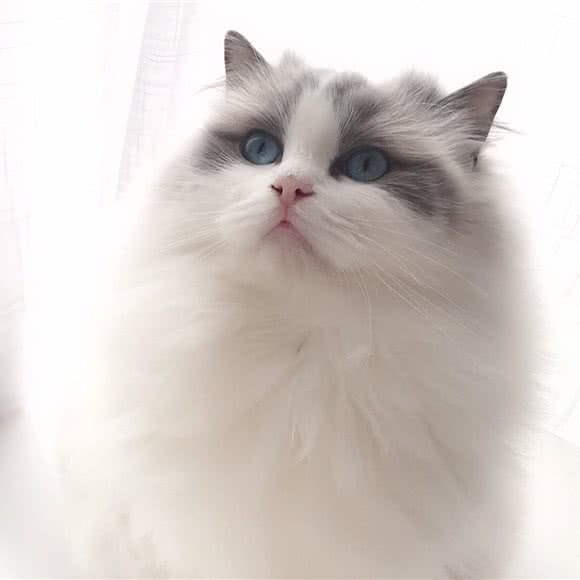 喵宠撸猫猫咖館