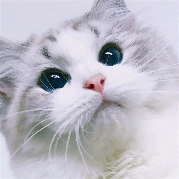 爱爱猫名猫馆