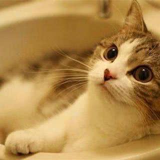 不二宠猫舍
