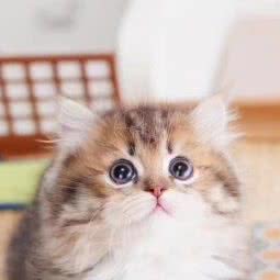 奢宠铺