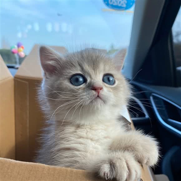 云喜猫馆