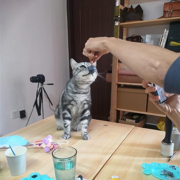 猫老板宠物店