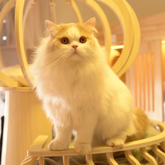 肉肉熊的喵·猫咪酒店·寄养