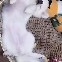 汤姆宝贝宠物中心
