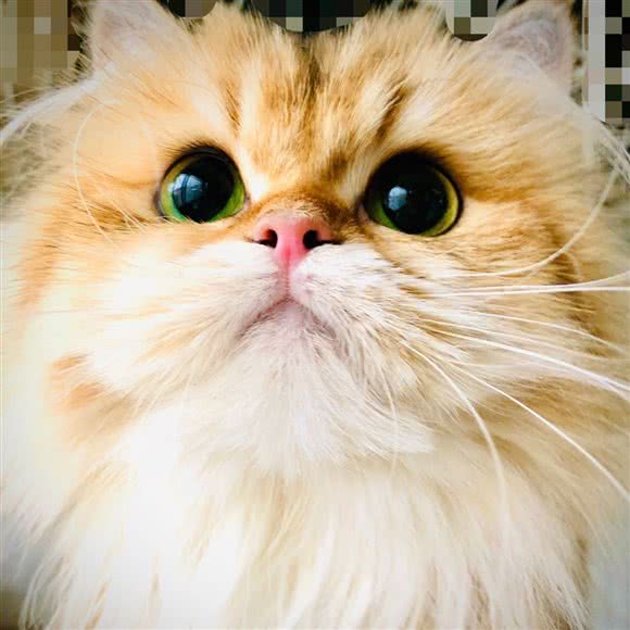 星耀猫舍