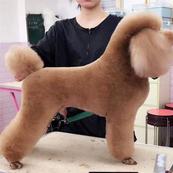 宠你宠物