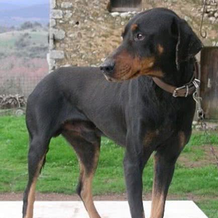 A李氏犬舍
