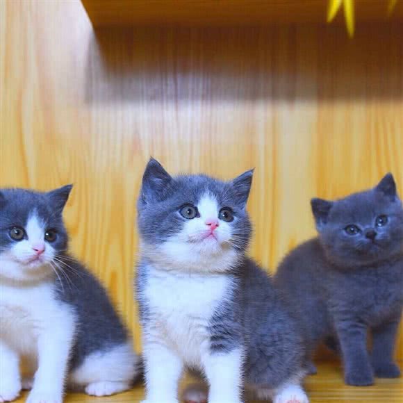 甜梦?宠物猫舍