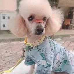贵宾物语宠物会所