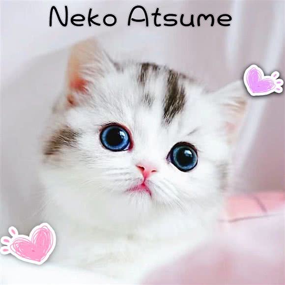 猫咪后院 Neko Atsume猫舍(望京店)