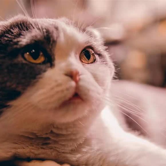 哇虎猫馆