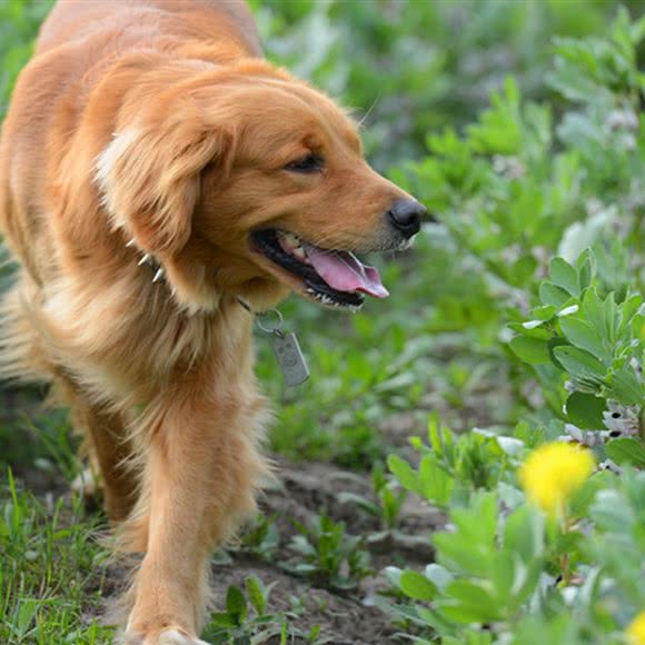 莱恩宠犬俱乐部