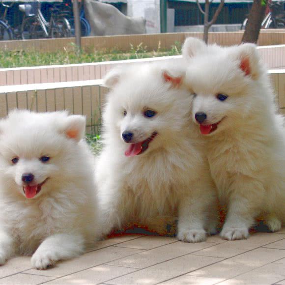 犬友俱乐部宠物馆