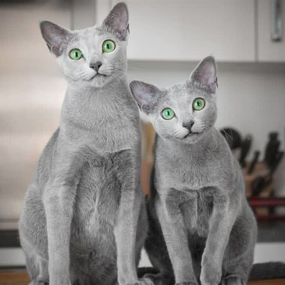 一方猫社