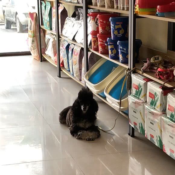 DOGSHOW(莲塘店)