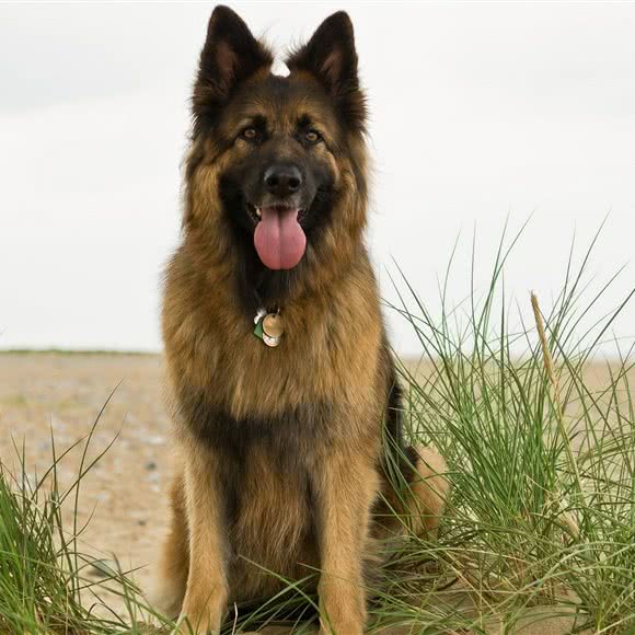犬窝高端宠物美容会所(戴家弄店)