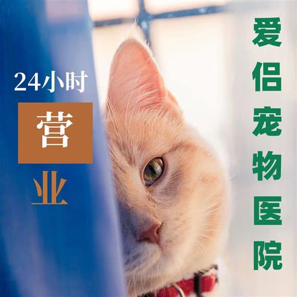 爱侣宠物医院24小时