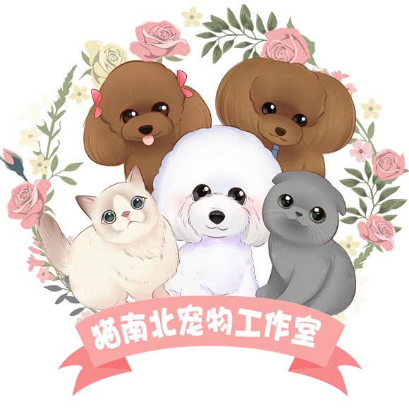 猫南北宠物工作室