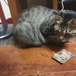 猫与狗屿宠物蛋糕·鲜食