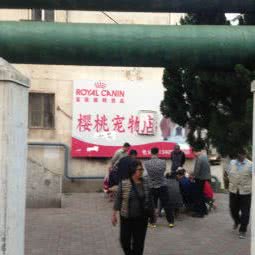 樱桃宠物