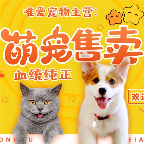 唯爱宠物·猫狗专卖(河西店)