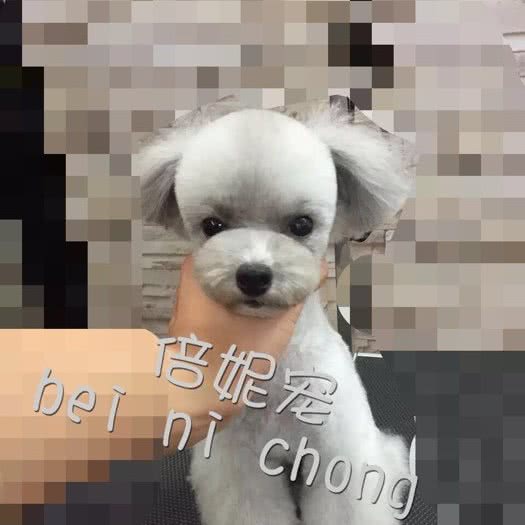 倍妮宠宠物生活馆