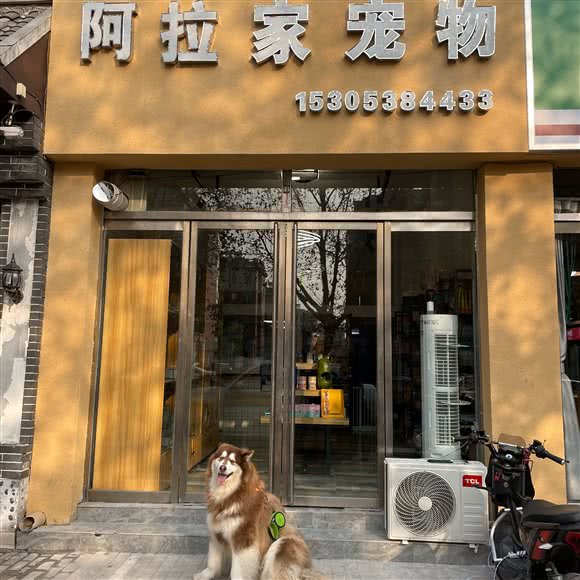 阿拉家宠物