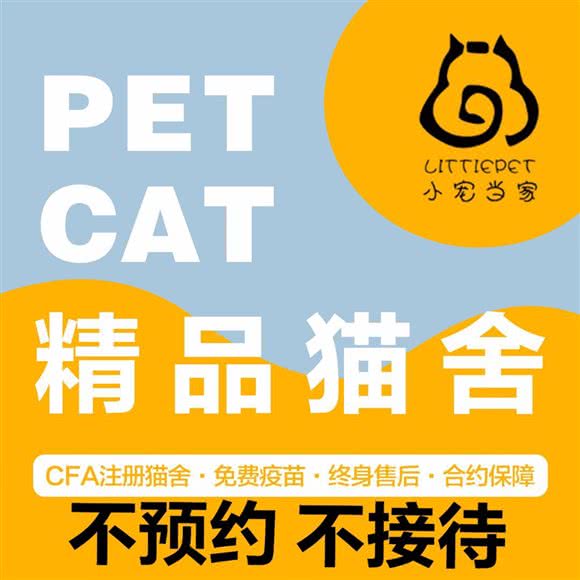 小宠当家猫舍·拿破仑曼基康矮脚·金渐层布偶