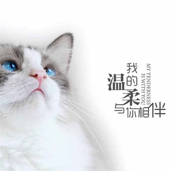 尾巴萌宠宠物生活馆