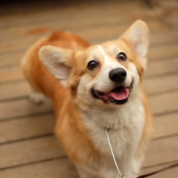派多格狗狗