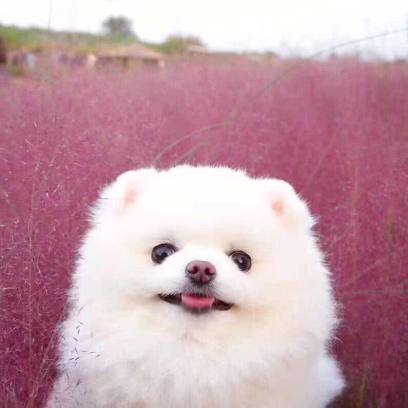 泡泡宠物生活馆