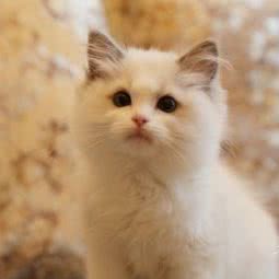 视觉猫屋VISUALCATTERY(台北街店)