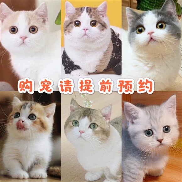 猫大仁·曼基康矮脚猫舍