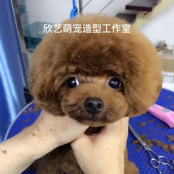 欣艺萌宠