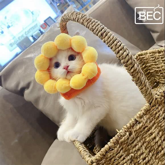 大眼猫舍