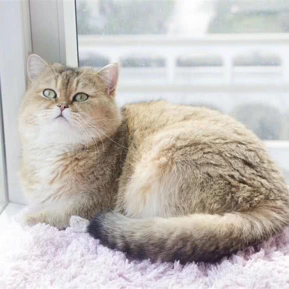 桔子猫舍