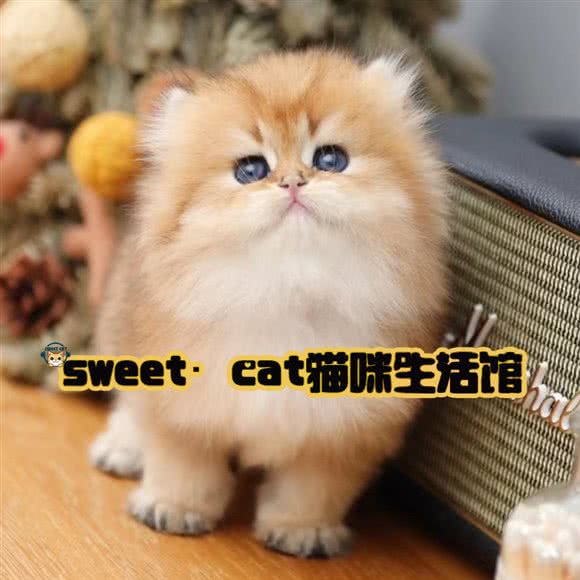 sweet?cat猫咪生活馆