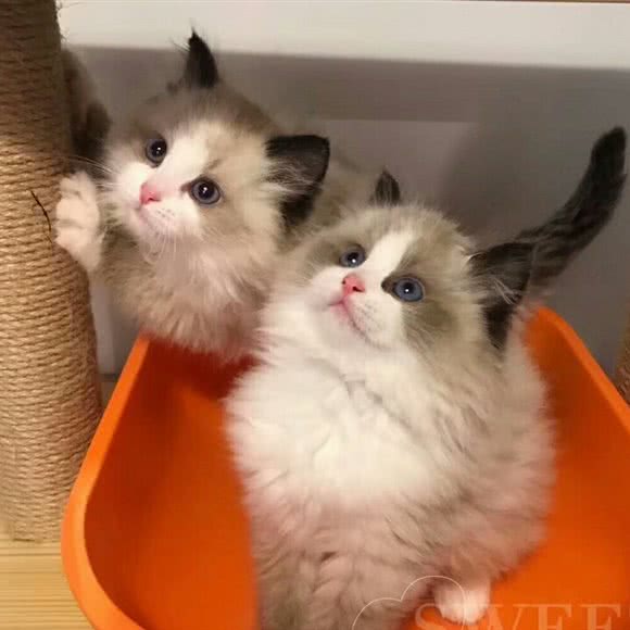 喵zoo家庭繁育猫舍