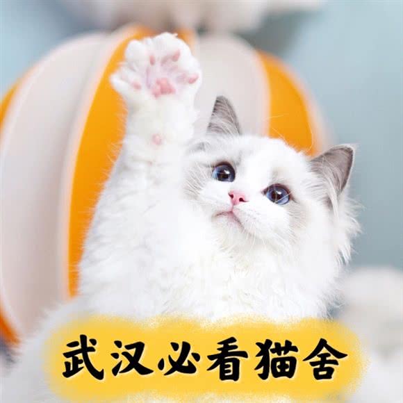小猫来了·猫舍(武汉别墅店)