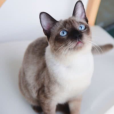 猫の屋宠物馆·猫砂·猫粮·狗粮